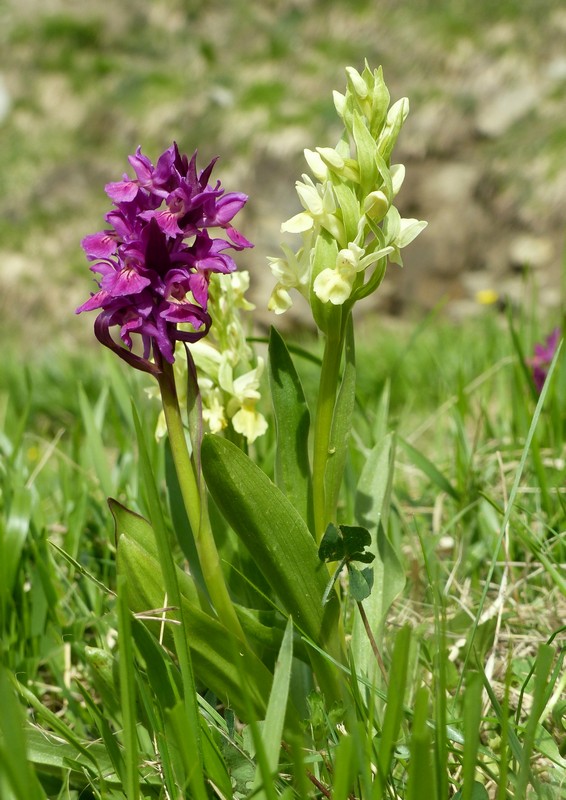 Prime fioriture di orchidee sui Monti della Laga  giugno 2021.